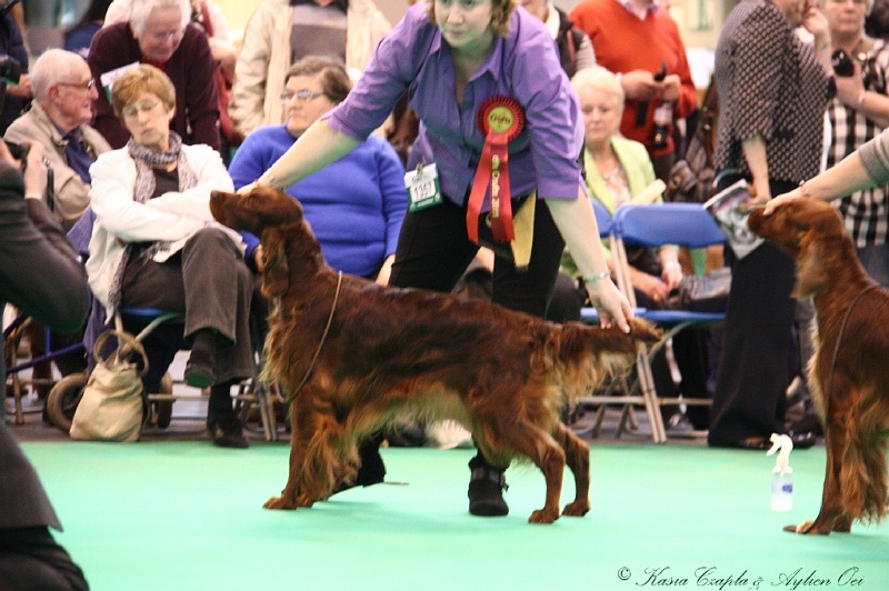 Crufts2011 870.jpg